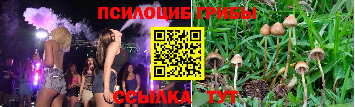 Невинномысск  Галлюциногенные грибы Psilocybine cubensis  Вход с VPN 