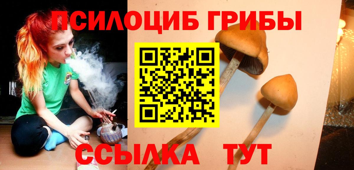 Галлюциногенные грибы Psilocybe Невинномысск